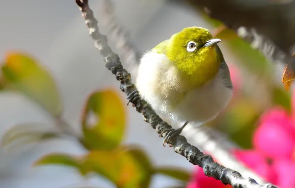 Flowers, bird, branch, pink, yellow, tail