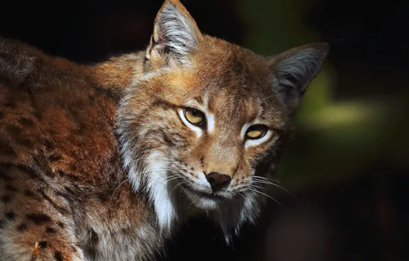 Picture look, face, close-up, the dark background, portrait, lynx