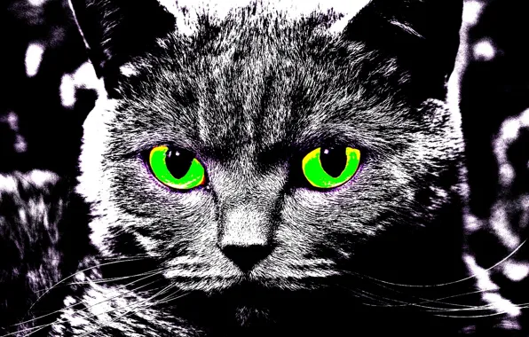 Creative, my world, cat
