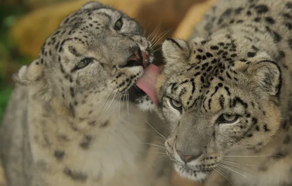 IRBIS, snow leopard, affection, a couple, snow leopard, Moydodyr