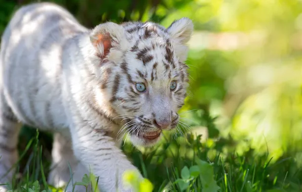 Picture grass, baby, cub, kitty, white tiger, wild cat, tiger, Svetlana Pisareva