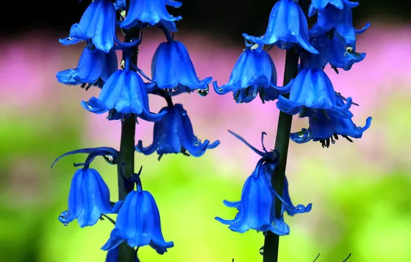 Summer, flowers, stems, bright, bells, blue, green background