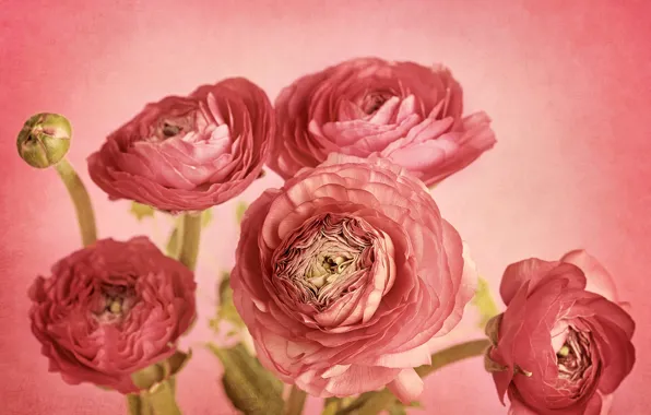 Flowers, petals, Bud, pink background, picture, composition, Ranunculus, Ranunculus pink