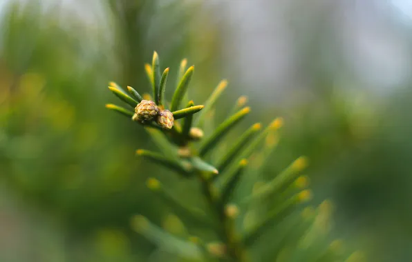 Green, spruce, twig
