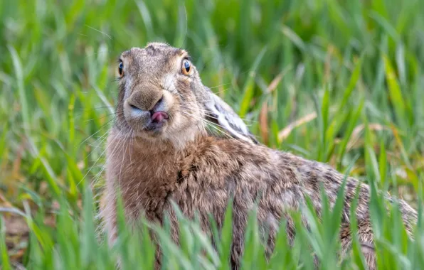 Picture language, grass, nature, hare