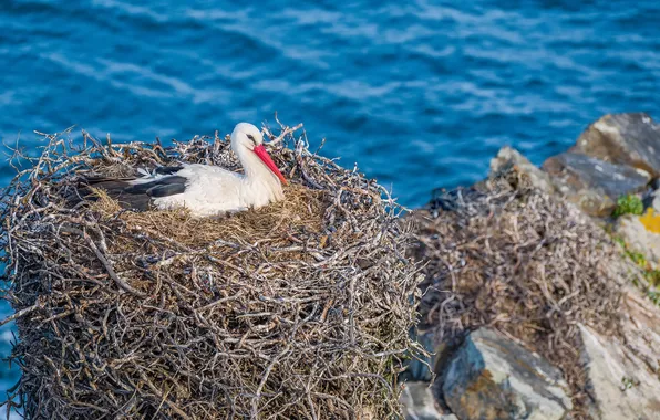 Nature, socket, stork