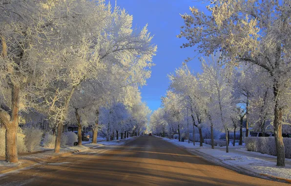 Winter, frost, road, trees
