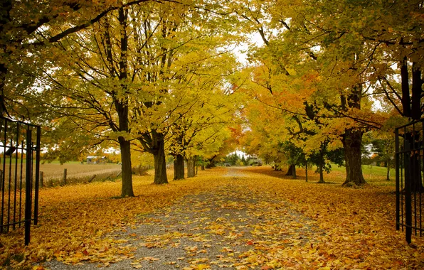 Picture road, autumn, trees, nature, foliage, gate, Canada, Ontario