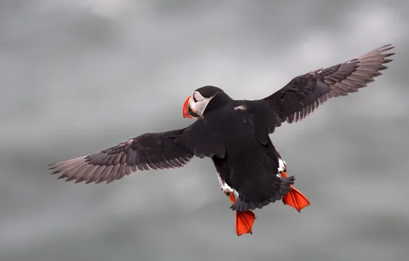 Flight, Bird, flying, bird, Atlantic puffin, Fratercula arctica, Puffin