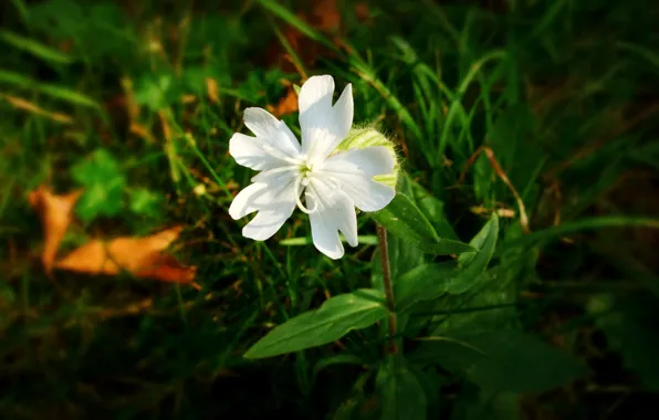 Picture white, grass, leaves, flowers