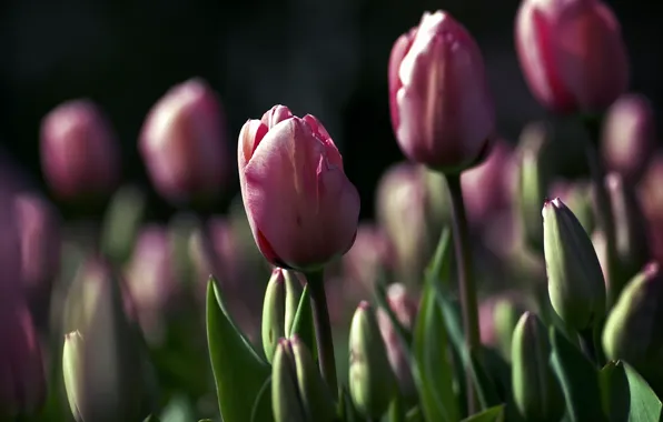 Greens, leaves, Flowers, tulips