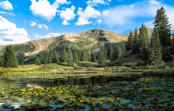 Picture trees, landscape, mountains, lake