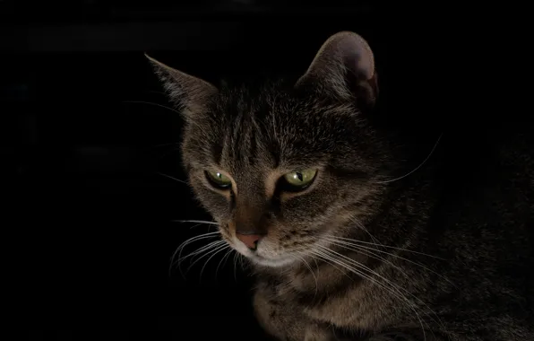 Picture cat, look, grey, black background
