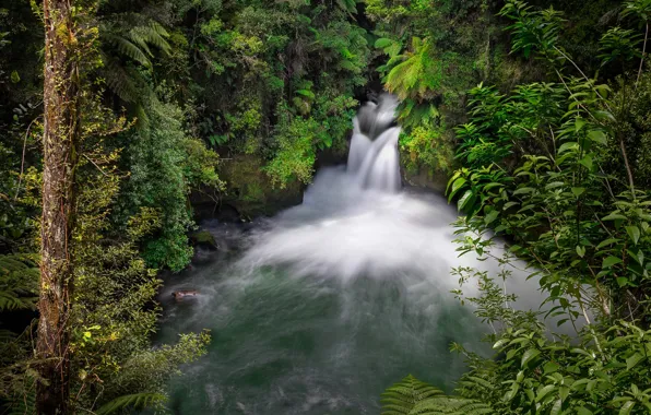 Forest, river, waterfall, New Zealand, New Zealand, Okere Falls, River Kaituna, Waterfall Walker