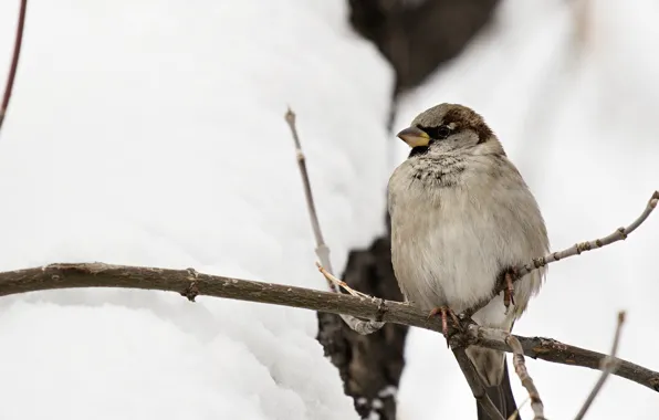 Picture winter, background, bird, branch, Sparrow