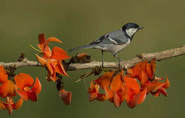 Flowers, background, bird, branch, red, tit, sitting on a branch