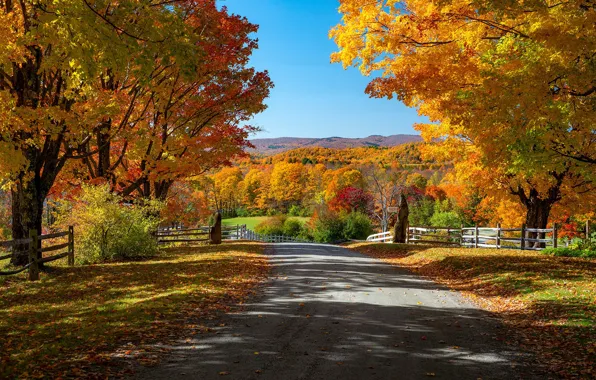 Picture road, autumn, forest, leaves, the sun, trees, yellow, the fence