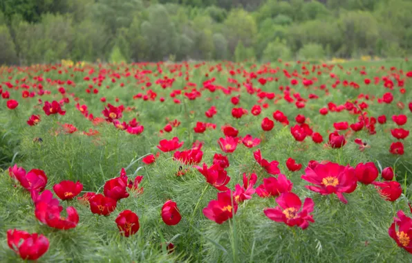 Peony, Vorontsy, Veydelevka