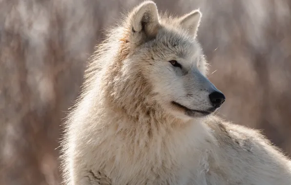 White, look, face, nature, pose, background, wolf, portrait