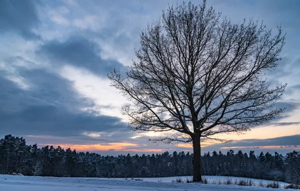 Picture winter, field, forest, the sky, clouds, snow, sunset, tree