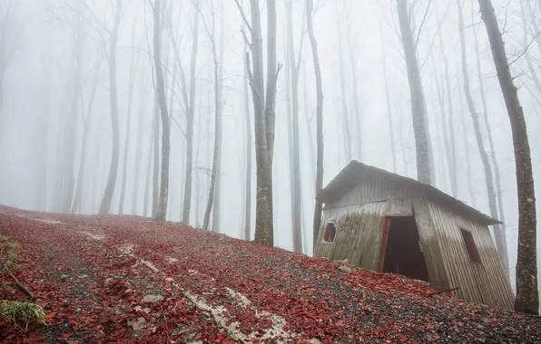 Picture road, forest, fog, house