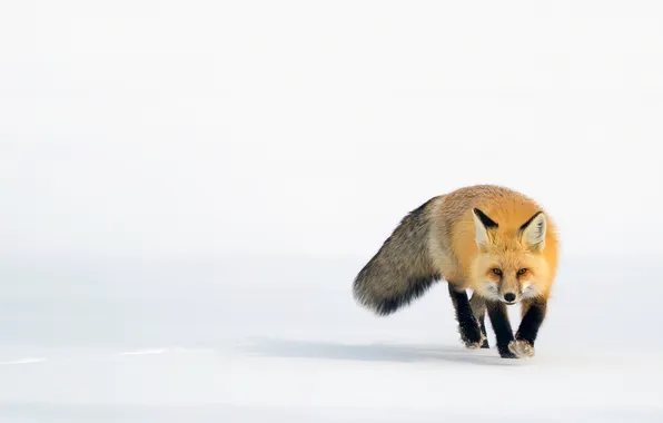 Snow, Fox, red