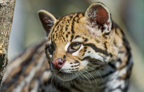 Cat, look, face, ocelot, ©Tambako The Jaguar