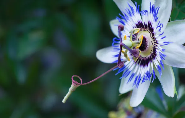 Picture petals, stamens, flowering, antennae, blue, Passionflower
