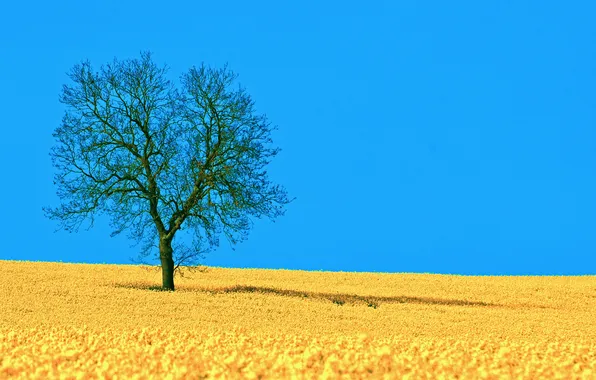 Picture field, the sky, nature, tree, shadow, spring, rape