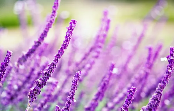 Field, purple, macro, flowers, background, widescreen, Wallpaper, blur