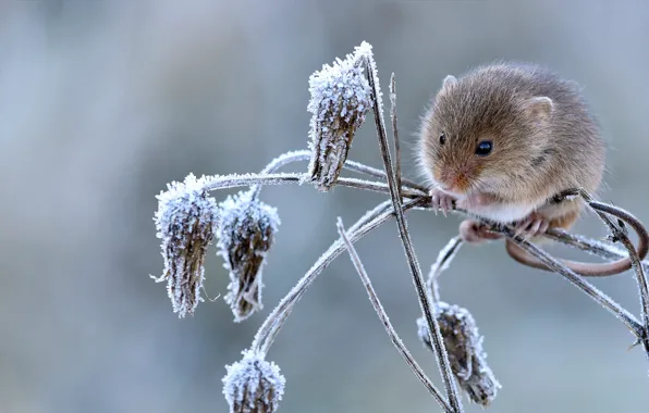 Picture frost, nature, plant, rodent, house mouse