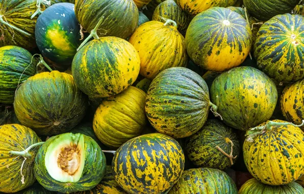 Harvest, green, a lot, melon, striped, melon