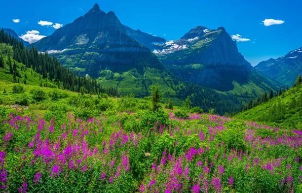 Picture flowers, mountains, blue, slope, USA, national Park, Glacier