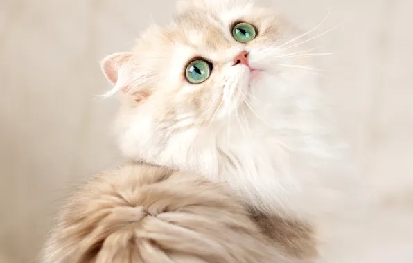 Cat, look, background, muzzle, green eyes, fluffy, British longhair cat, Julia Zubkova