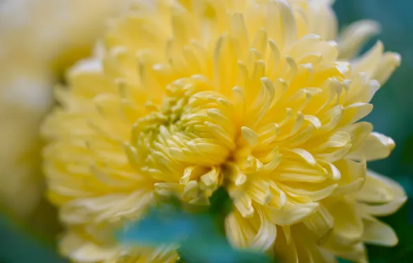 Flower, macro, blur, petals, yellow, bokeh, chrysanthemum