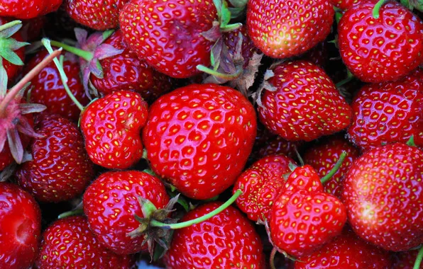 Red, berries, strawberry, closeup
