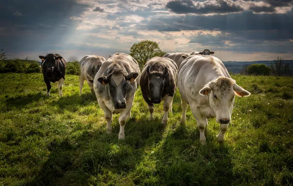 Picture field, summer, grass, clouds, light, clouds, nature, cows