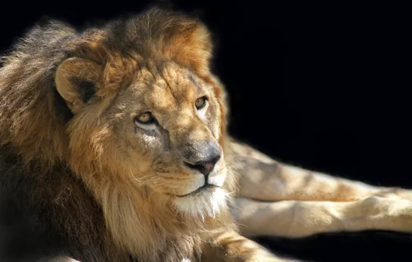 Stay, Leo, the king of beasts, prestigious Sunny day