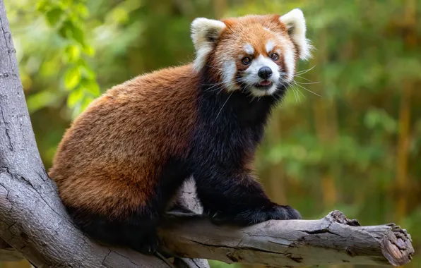 Tree, red Panda, red Panda