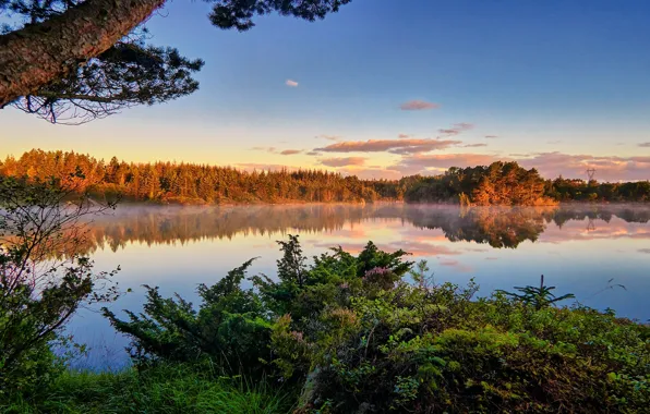 Forest, lake, reflection, calm, Norway, Norway, Rogaland, Tuastadvatnet