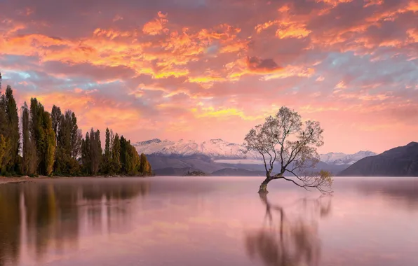 The sky, trees, sunset, lake, New Zealand, New Zealand, Lake Wanaka