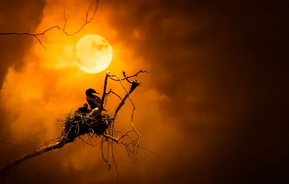 Night, bird, the moon, socket, cormorant