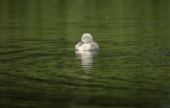 Picture water, reflection, bird, one, baby, swans, Chicks, pond
