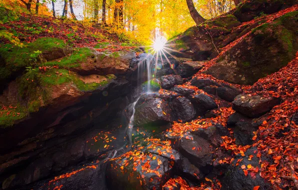 Autumn, forest, leaves, the sun, rays, trees, nature, stream