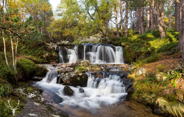 Picture forest, trees, stream, stones, waterfall, Scotland, Cairngorms