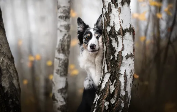 Forest, look, nature, pose, tree, paw, black and white, portrait