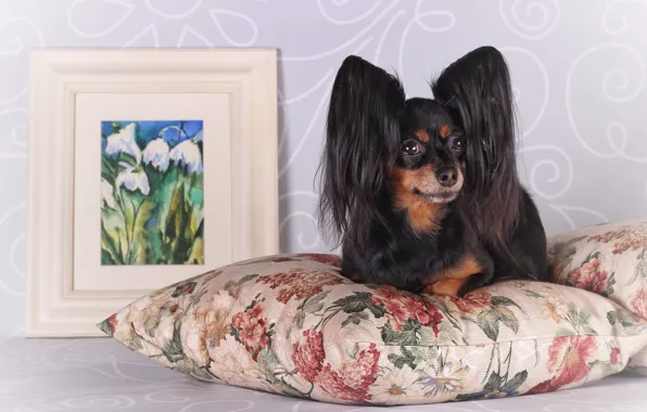 Look, pose, wall, portrait, dog, picture, frame, snowdrops
