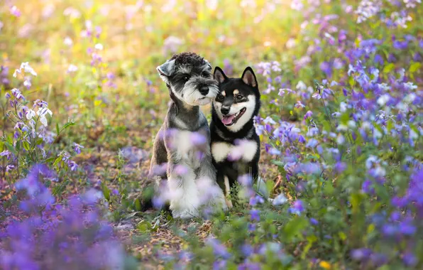 Dogs, summer, look, light, flowers, nature, pose, together