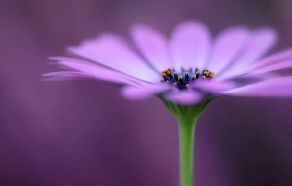 Picture flower, nature, petals, Osteospermum