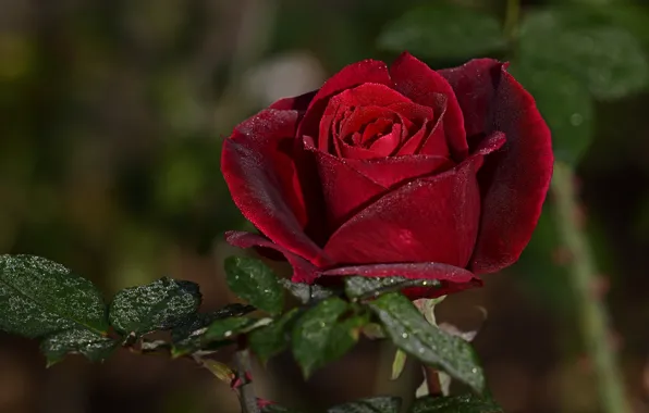 Picture leaves, drops, flowers, branches, red, roses, bokeh